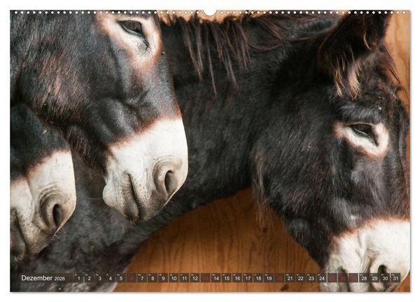 Produktbild: Kunterbunte Eselwelt - Liebenswerte Langohren (hochwertiger Premium Wandkalender 2026 DIN A2 quer), Kunstdruck in Hochglanz