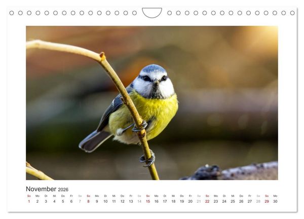 Produktbild: Gefiederte Garteng&auml;ste, Blaumeisen (Wandkalender 2026 DIN A4 quer), CALVENDO Monatskalender