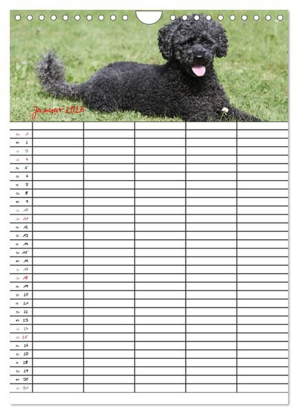 Produktbild: Der Pudel-Familienplaner (Wandkalender 2026 DIN A4 hoch), CALVENDO Monatskalender