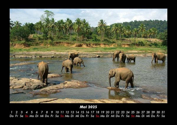 Produktbild: Tierkalender 2025 Fotokalender DIN A3