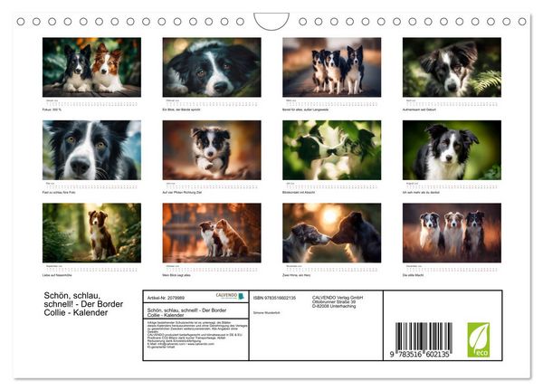 Produktbild: Sch&ouml;n, schlau, schnell! - Der Border Collie - Kalender (Wandkalender 2026 DIN A4 quer), CALVENDO Monatskalender