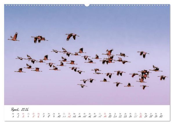 Produktbild: Mein Fischland! Unterwegs auf dem Dar&szlig; (Wandkalender 2026 DIN A2 quer), CALVENDO Monatskalender