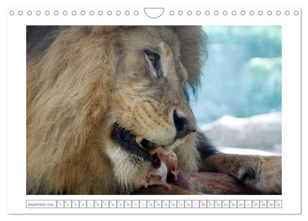 Produktbild: Tiere im Zoo (Wandkalender 2026 DIN A4 quer), CALVENDO Monatskalender
