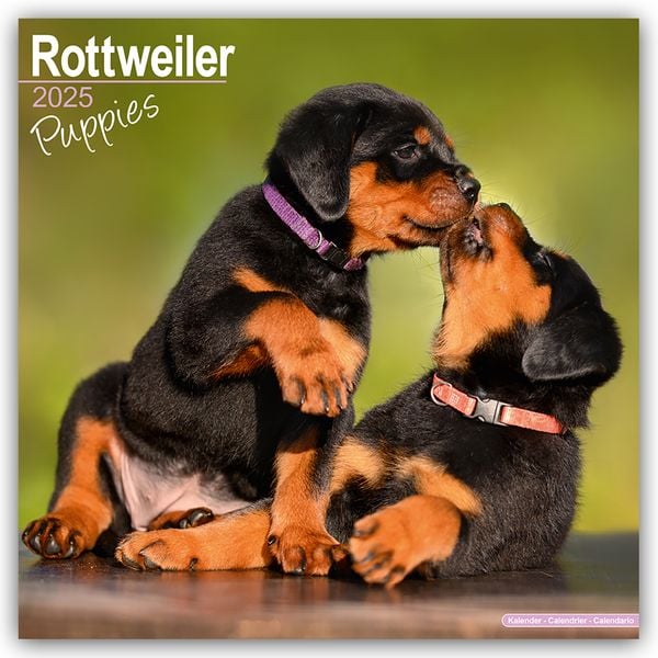 Rottweiler Puppies – Rottweiler Welpen 2025 – 16-Monatskalender