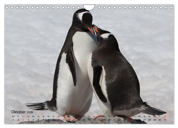 Produktbild: Antarktis, die eisige Heimat der Pinguine (Wandkalender 2026 DIN A4 quer), CALVENDO Monatskalender