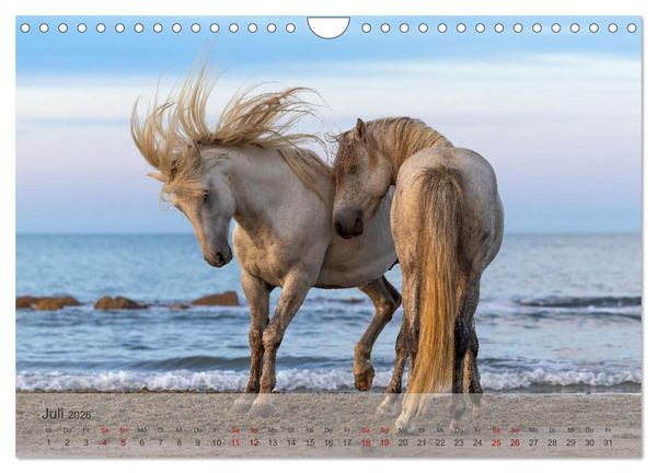 Produktbild: Die wei&szlig;en Pferde der Camargue (Wandkalender 2026 DIN A4 quer), CALVENDO Monatskalender