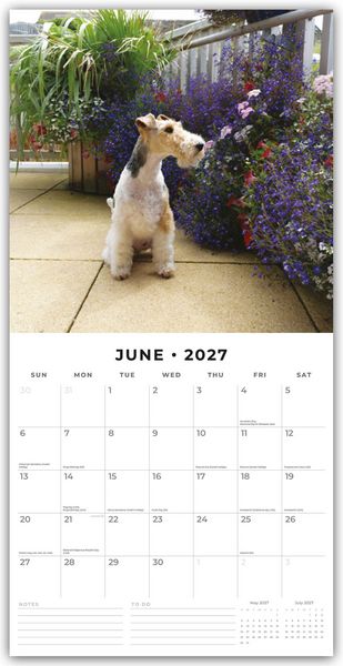 Produktbild: Fox Terriers &ndash; Foxterrier 2027 &ndash; 16-Monatskalender