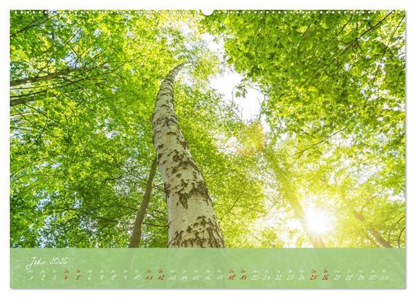 Produktbild: Waldwelten (hochwertiger Premium Wandkalender 2026 DIN A2 quer), Kunstdruck in Hochglanz
