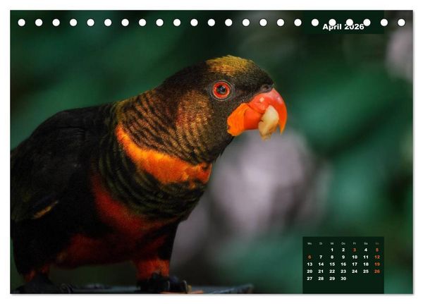 Produktbild: Papageien - Frech, sch&ouml;n und schlau (Tischkalender 2026 DIN A5 quer), CALVENDO Monatskalender