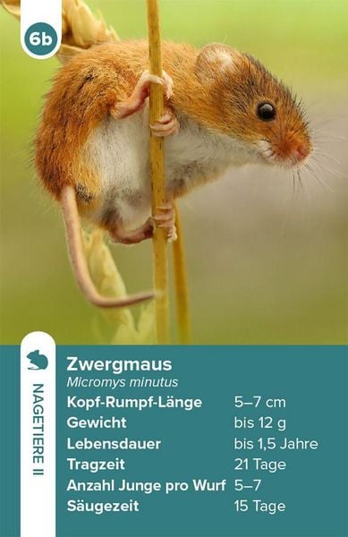 Produktbild: Einheimische S&auml;ugetiere &ndash; das Quartett-Spiel