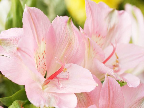 Produktbild: CALVENDO Puzzle Zarte Bl&uuml;ten der Inkalilie | 1000 Teile Lege-Gr&ouml;&szlig;e 64x48cm Foto-Puzzle f&uuml;r gl&uuml;ckliche Stunden