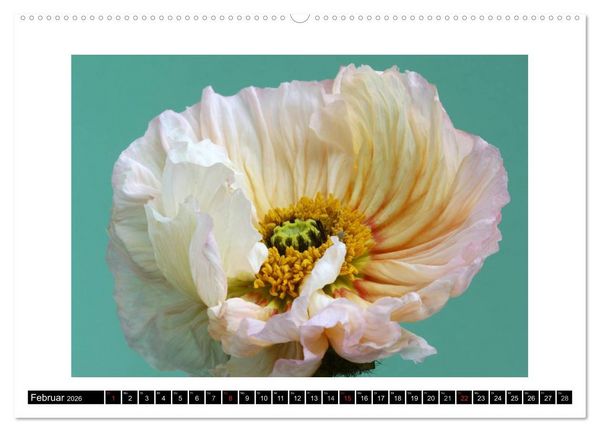 Produktbild: Mohn im Portr&auml;t (hochwertiger Premium Wandkalender 2026 DIN A2 quer), Kunstdruck in Hochglanz