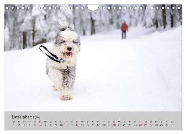 Produktbild: Ein Bobtail namens Miles (Wandkalender 2026 DIN A4 quer), CALVENDO Monatskalender