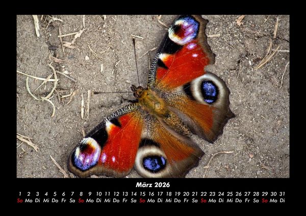 Produktbild: Bunte Pracht der Schmetterlinge 2026 Fotokalender DIN A3