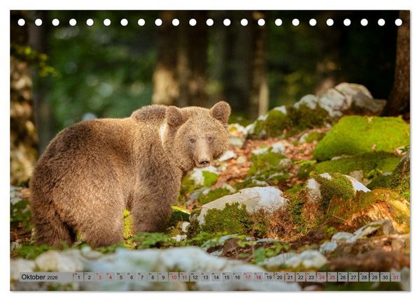 Produktbild: Krafttier B&auml;r (Tischkalender 2026 DIN A5 quer), CALVENDO Monatskalender