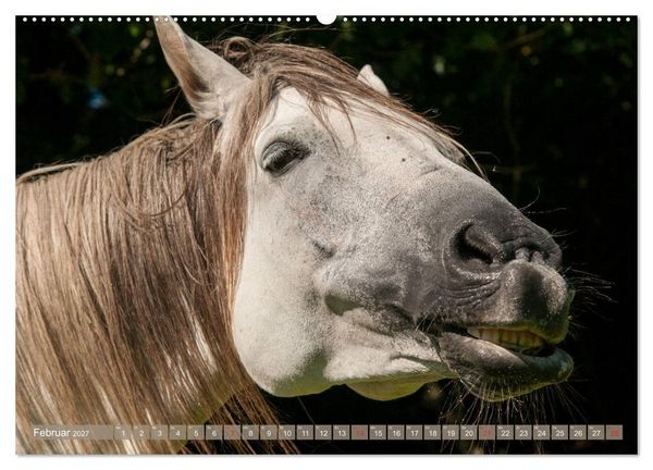 Produktbild: Das Lachen der Pferde - Lustige Gesichter (hochwertiger Premium Wandkalender 2027 DIN A2 quer), Kunstdruck in Hochglanz