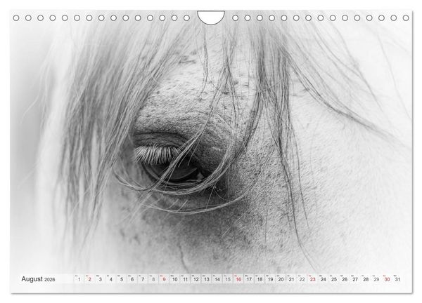 Produktbild: Emotionale Momente: Wei&szlig;e Pferde in schwarzwei&szlig;. (Wandkalender 2026 DIN A4 quer), CALVENDO Monatskalender