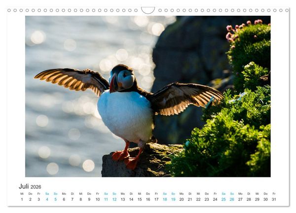Produktbild: PAPAGEIENTAUCHER - Clowns der Nordmeere (Wandkalender 2026 DIN A3 quer), CALVENDO Monatskalender