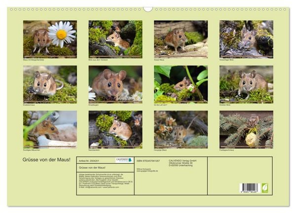 Produktbild: Gr&uuml;sse von der Maus! (Wandkalender 2026 DIN A2 quer), CALVENDO Monatskalender