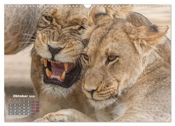 Produktbild: Action in der Savanne (Wandkalender 2026 DIN A3 quer), CALVENDO Monatskalender