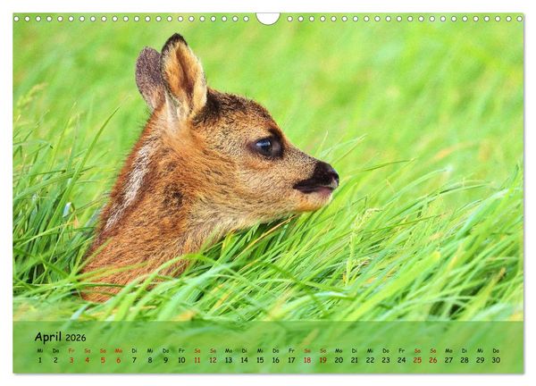Produktbild: Wilder Nordosten - Aug in Aug mit Tieren der Ostseeregion (Wandkalender 2026 DIN A3 quer), CALVENDO Monatskalender