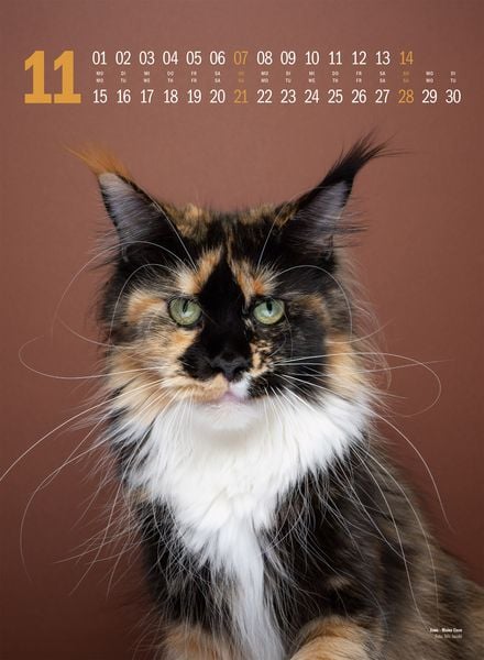 Produktbild: Catography Katzen-Kalender 2027
