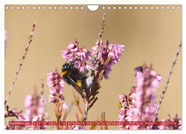 Produktbild: Naturpark Niederlausitzer Heidelandschaft - Heidebl&uuml;te (Wandkalender 2026 DIN A4 quer), CALVENDO Monatskalender
