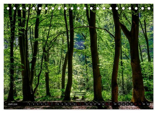 Produktbild: Wege des einfachen Gl&uuml;cks - Spazierg&auml;nge im Wald (Tischkalender 2026 DIN A5 quer), CALVENDO Monatskalender
