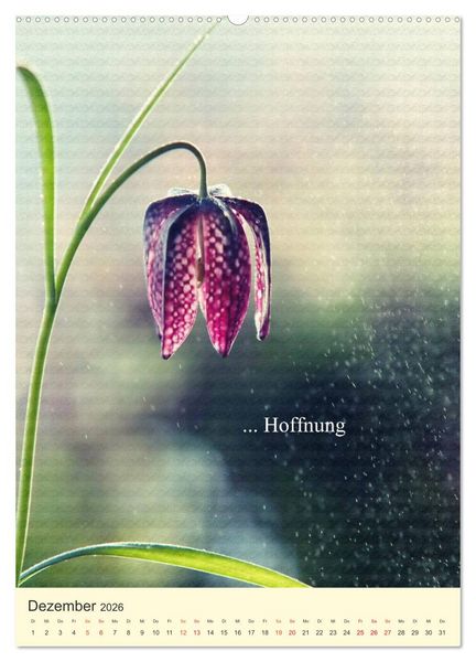 Produktbild: flowers (hochwertiger Premium Wandkalender 2026 DIN A2 hoch), Kunstdruck in Hochglanz