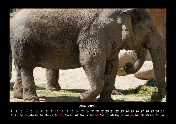 Produktbild: Der Elefantenkalender 2025 Fotokalender DIN A3
