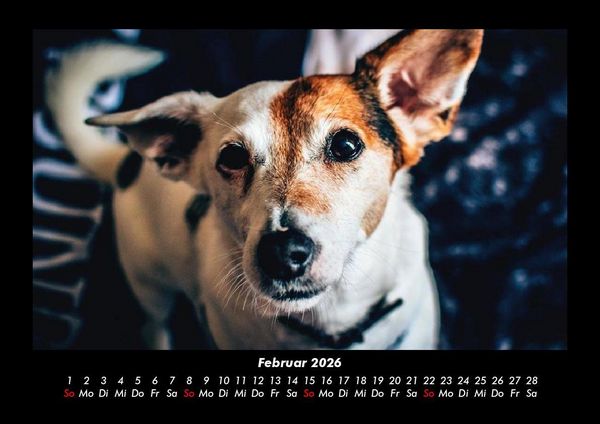 Produktbild: Hundezauber 2026 Fotokalender DIN A3