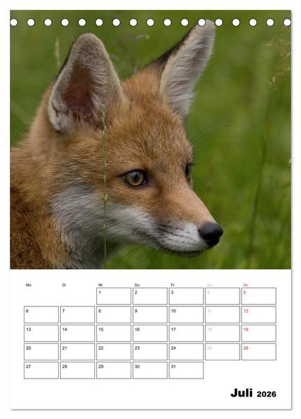 Produktbild: Rotfuchs - Impressionen (Tischkalender 2026 DIN A5 hoch), CALVENDO Monatskalender