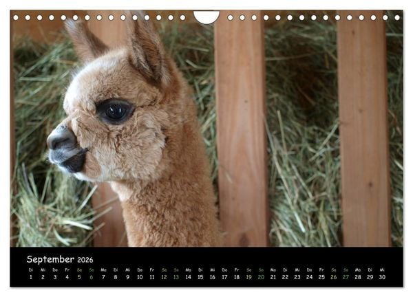 Produktbild: Alpakas zum Verlieben (Wandkalender 2026 DIN A4 quer), CALVENDO Monatskalender