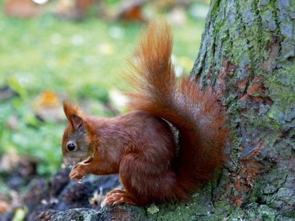Produktbild: CALVENDO Puzzle Eichh&ouml;rnchen in freier Natur | 1000 Teile Lege-Gr&ouml;&szlig;e 64x48cm Foto-Puzzle f&uuml;r gl&uuml;ckliche Stunden