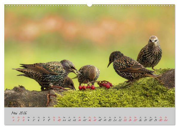 Produktbild: Bunte V&ouml;gel am Futterplatz (hochwertiger Premium Wandkalender 2026 DIN A2 quer), Kunstdruck in Hochglanz
