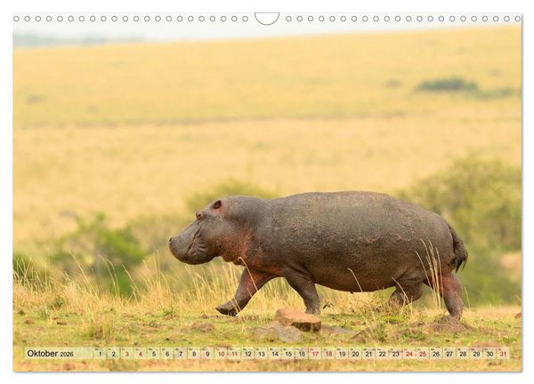 Produktbild: Faszination Afrika: Flusspferde (Wandkalender 2026 DIN A3 quer), CALVENDO Monatskalender