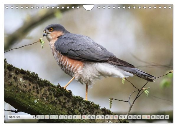 Produktbild: Spitze Krallen und scharfer Blick - Verhalten Sperber (Wandkalender 2026 DIN A4 quer), CALVENDO Monatskalender