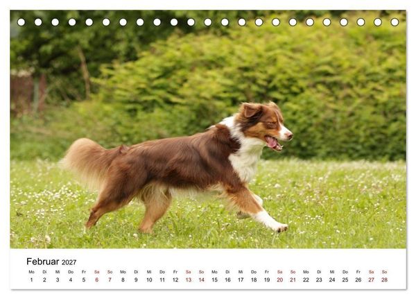 Produktbild: Australian Shepherd - Treue Blicke, wilde Herzen (Tischkalender 2027 DIN A5 quer), CALVENDO Monatskalender