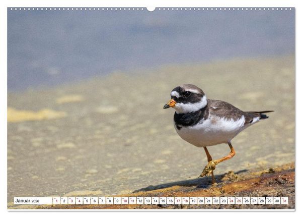 Produktbild: Vogelparadies Volvi-See (hochwertiger Premium Wandkalender 2026 DIN A2 quer), Kunstdruck in Hochglanz