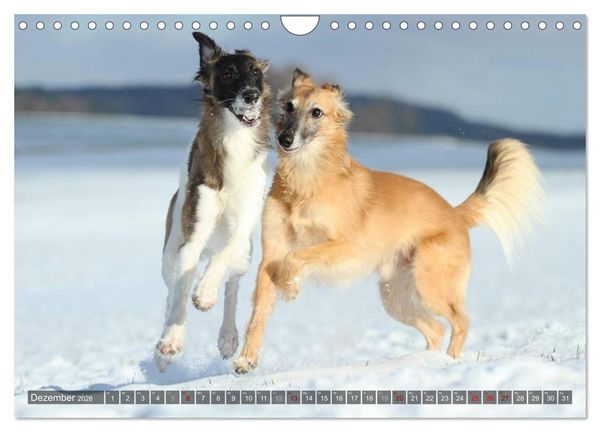 Produktbild: Silken Windsprite - Mit Merlin und Calisto durch&acute;s Jahr 2026 (Wandkalender 2026 DIN A4 quer), CALVENDO Monatskalender