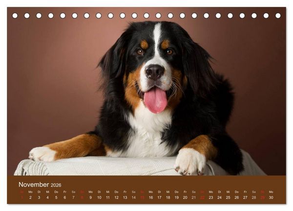 Produktbild: Berner Sennenhunde (Tischkalender 2026 DIN A5 quer), CALVENDO Monatskalender