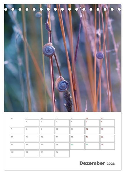 Produktbild: Helden in der Natur (Tischkalender 2026 DIN A5 hoch), CALVENDO Monatskalender