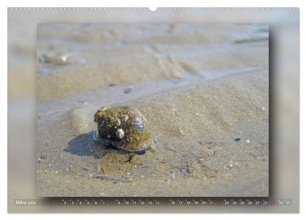 Produktbild: Baltrum - Ein Tag am Strand (hochwertiger Premium Wandkalender 2026 DIN A2 quer), Kunstdruck in Hochglanz
