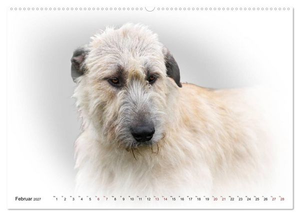 Produktbild: Windhund Portrait 2027 White Edition (Wandkalender 2027 DIN A2 quer), CALVENDO Monatskalender