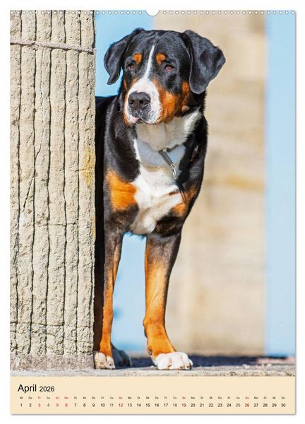 Produktbild: Schweizer Sennenhunde stellen sich vor (Wandkalender 2026 DIN A2 hoch), CALVENDO Monatskalender