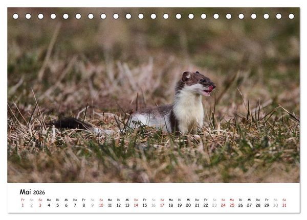 Produktbild: Hermelin - das wieselflinke Raubtier (Tischkalender 2026 DIN A5 quer), CALVENDO Monatskalender