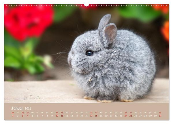 Produktbild: Flauschige Fellkn&auml;uel (Wandkalender 2026 DIN A2 quer), CALVENDO Monatskalender