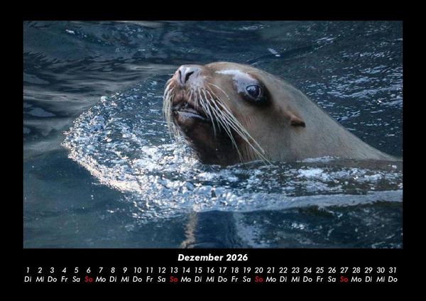 Produktbild: Tierkalender 2026 Fotokalender DIN A3