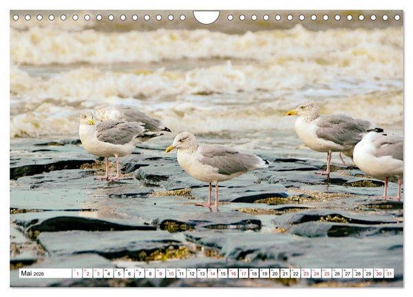 Produktbild: Blankenberge - belgischer K&uuml;stenort (Wandkalender 2026 DIN A4 quer), CALVENDO Monatskalender