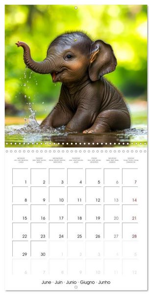 Produktbild: Baby Elephant Adventures (Wall Calendar 2026 12 &times; 12 Inch) CALVENDO 12 Month Wall Calendar